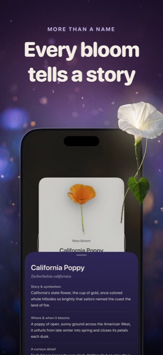 A species story sheet for the California Poppy